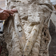 8-million-year-old tusks from a Miocene mastodon.